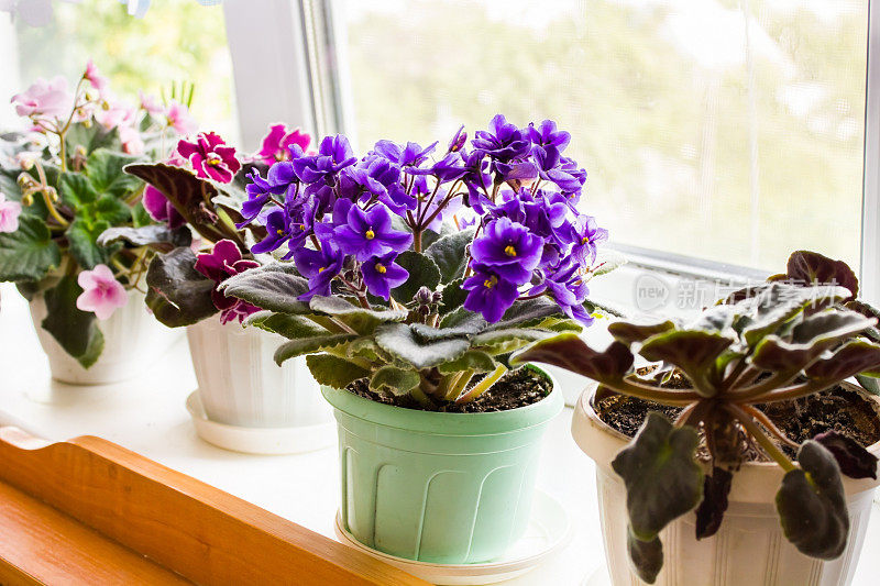 窗台上的花盆里有一朵美丽的紫罗兰