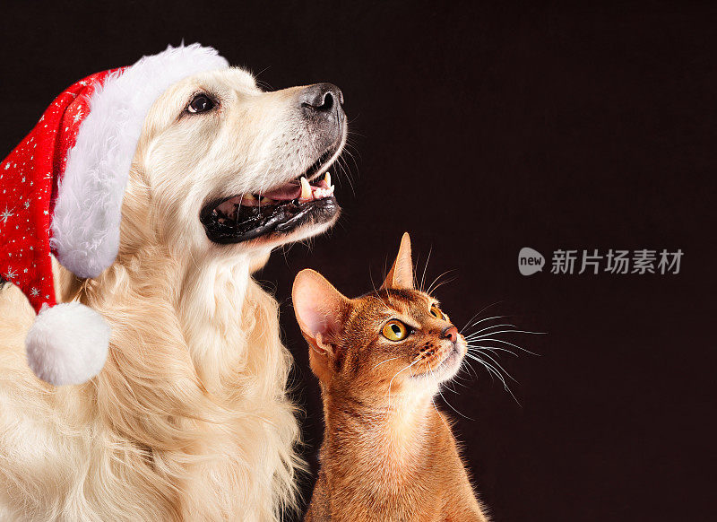 圣诞猫和狗，阿比西尼亚小猫，金毛猎犬看着