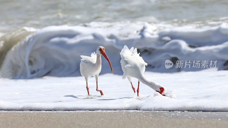 佛罗里达，两只白色朱鹭在玩白色泡沫