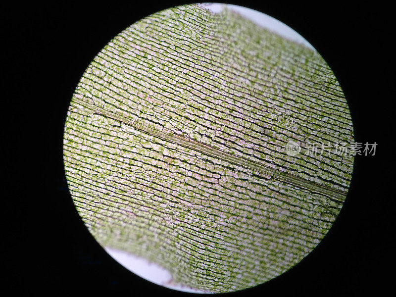 水生植物细胞的显微镜观察