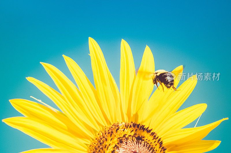 大黄蜂飞向向日葵