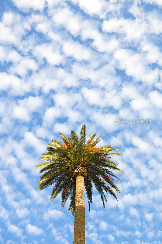 棕榈树映衬着美丽的天空和蓬松的云朵，意大利