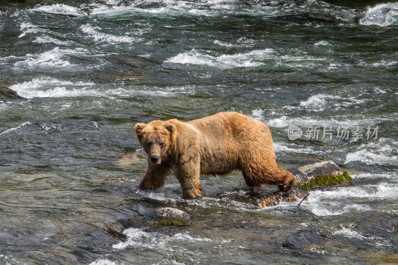 正在卡特迈国家公园过河的棕熊