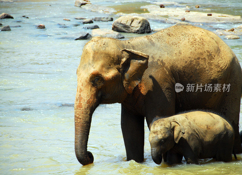 大象妈妈和她的宝宝一起洗澡