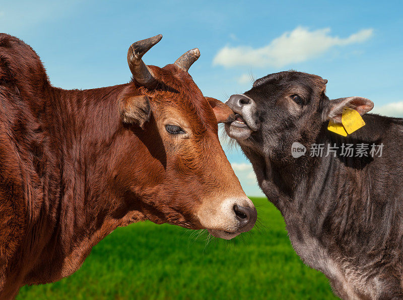 低声耳语的母牛——母亲和小牛