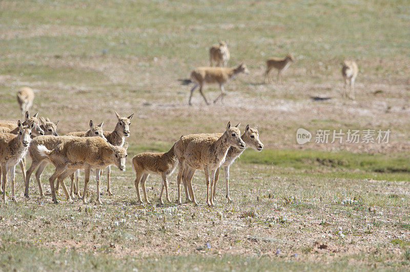 可可西里自然保护区的西藏野驴