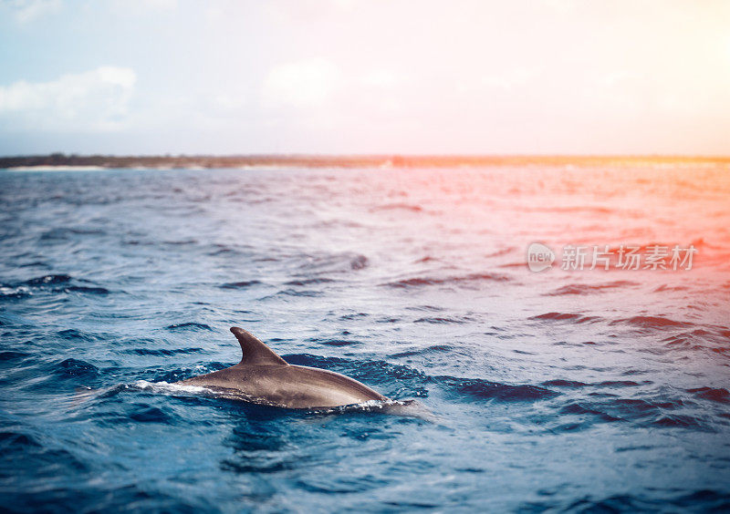 海里的海豚