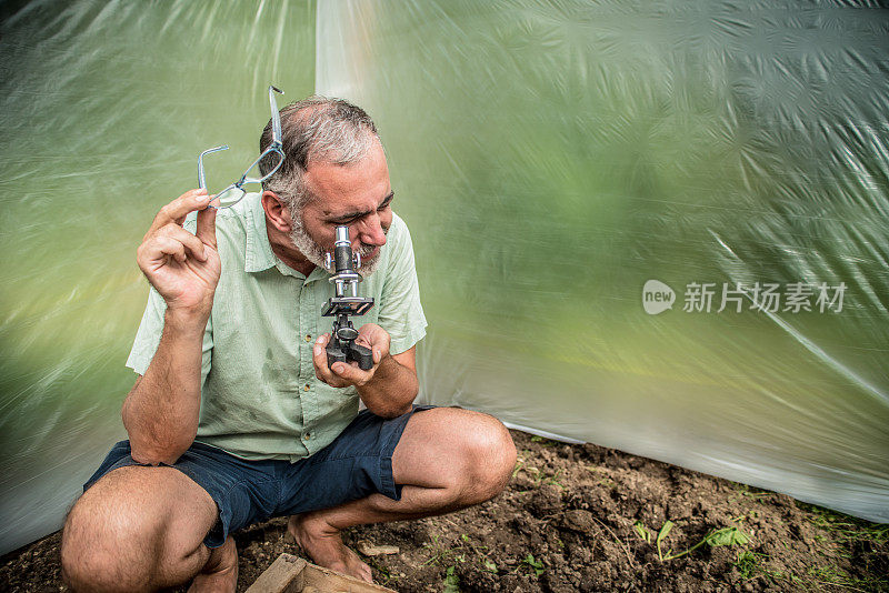 马铃薯作物的生物实验