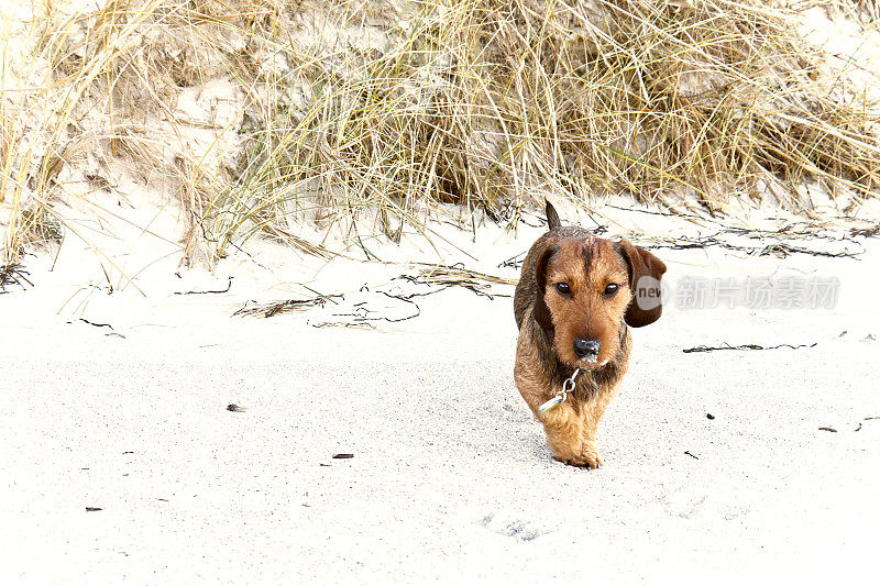 小狗第一次在海滩上散步