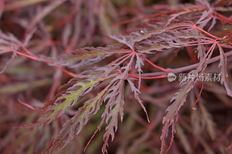 红花边叶日本枫树