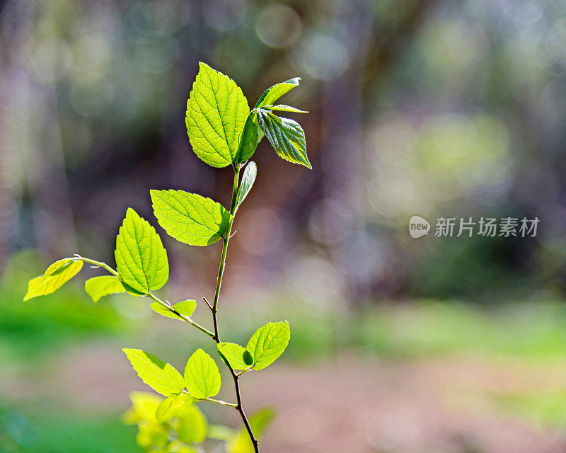 新鲜的叶子