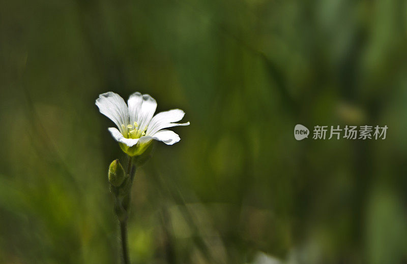 单瓣小的白色毛蕊花