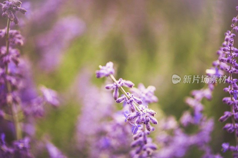 紫色的俄罗斯鼠尾草植物在夏天的阳光下野生生长