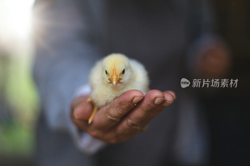 手掌上的小黄鸡