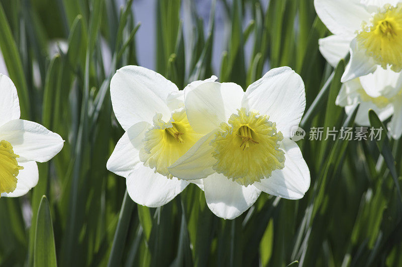 两株带着黄色喇叭的白色水仙花凑在一起