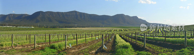 猎人谷，葡萄园在山坡全景，澳大利亚新南威尔士州