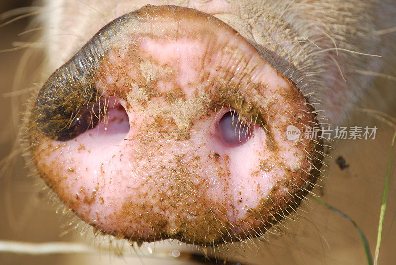 粉红色的猪鼻子