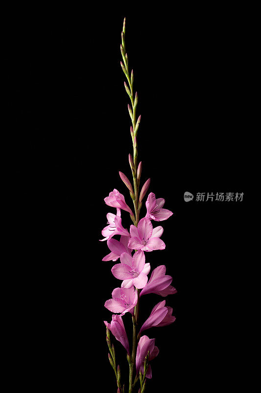 watsonia花