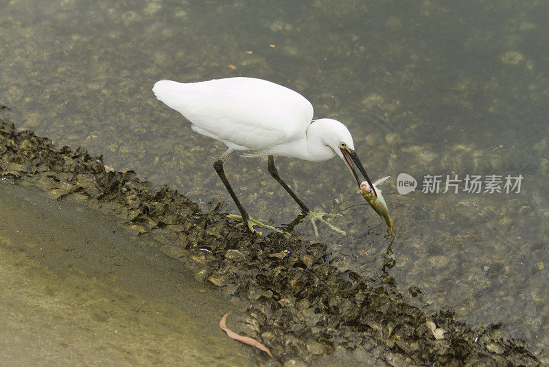 小白鹭钓鱼