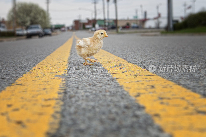 为什么一只鸡要过马路