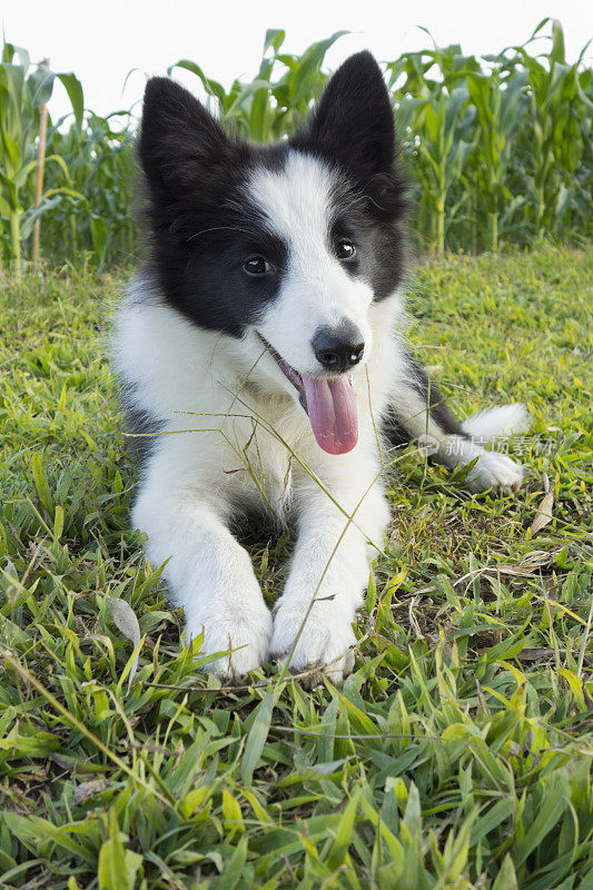 可爱的边境牧羊犬小狗。