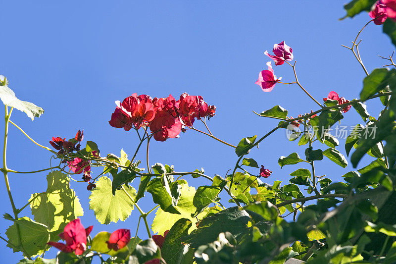 叶子花属