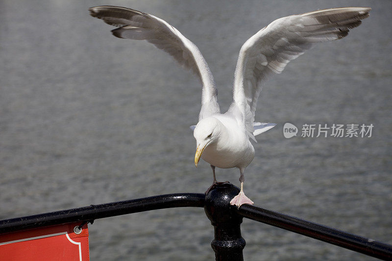 海鸥，海鸥停在一根黑色的栏杆上