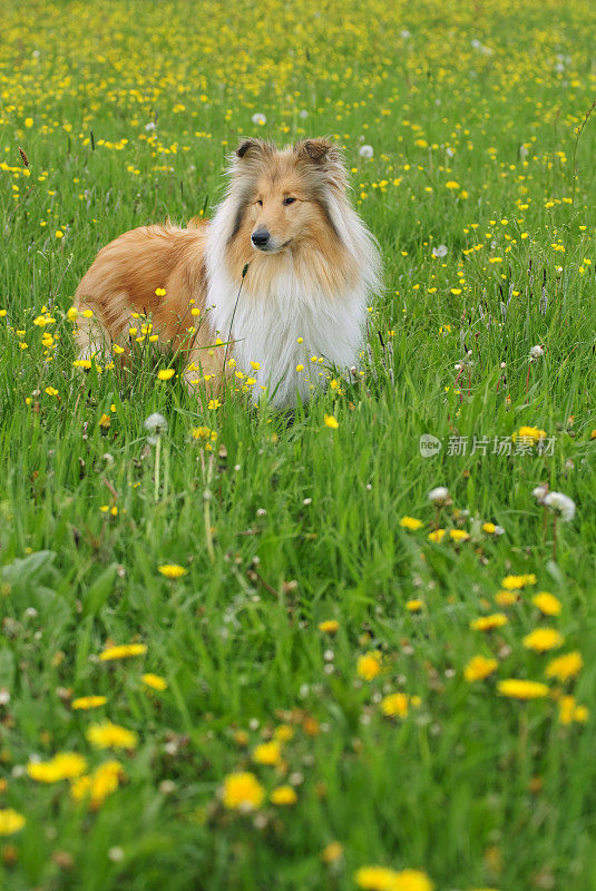 春天草地上的牧羊犬