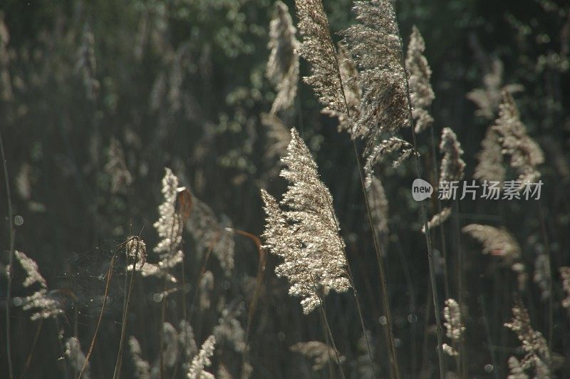 清晨阳光下的芦苇