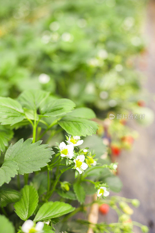 田间草莓植株