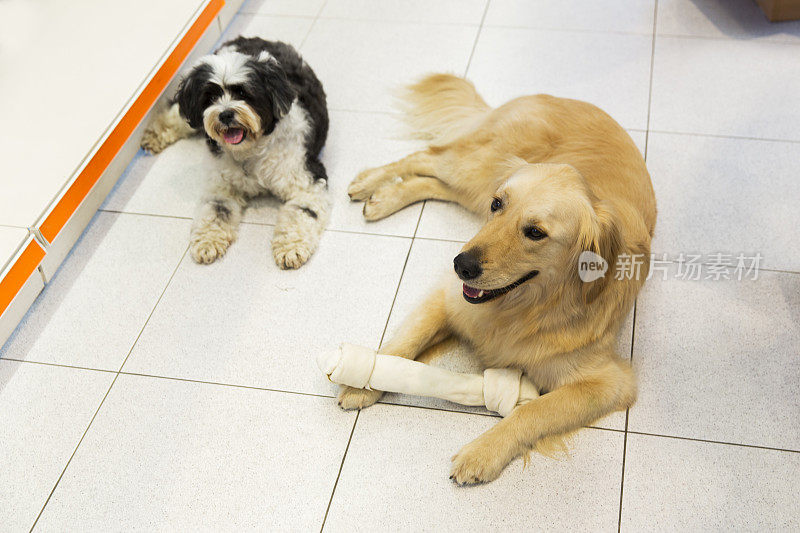 宠物店的金毛猎犬和可爱的藏獒