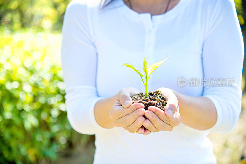 一株植物在女性手中