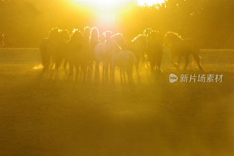 日落时奔跑的马