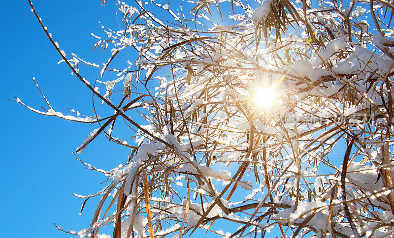 温暖的冬日阳光和树上的积雪