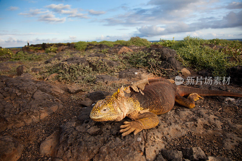 加拉帕戈斯群岛黄土地鬣蜥