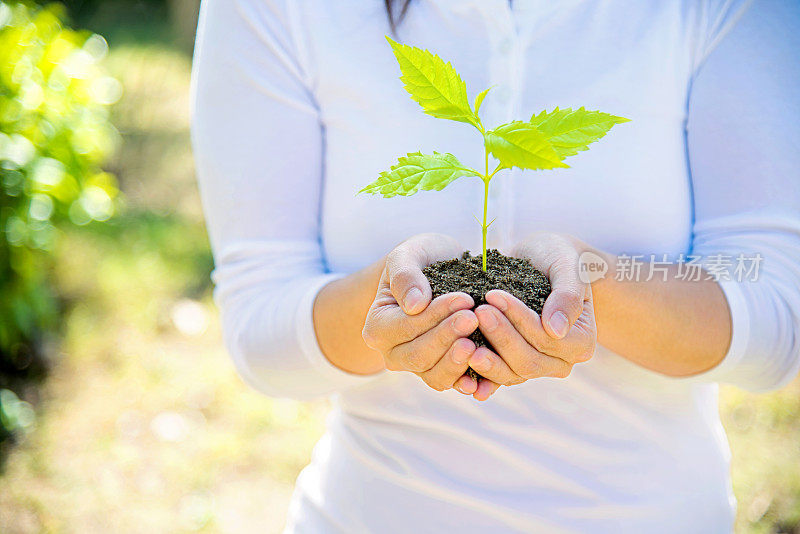 一株植物在女性手中