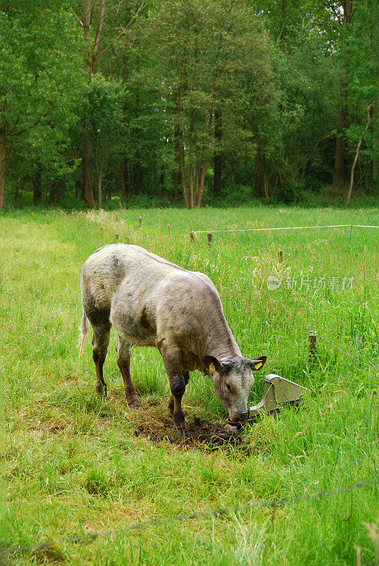 比利时的一种蓝牛，从一个水厂饮水。