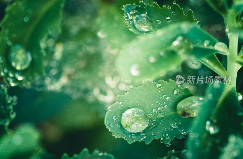 大自然背景:树叶上的雨滴和绿色的散景