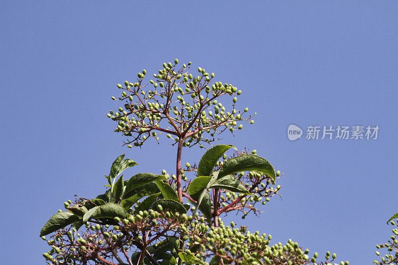 绿色的未成熟的接骨木果和蓝色的天空