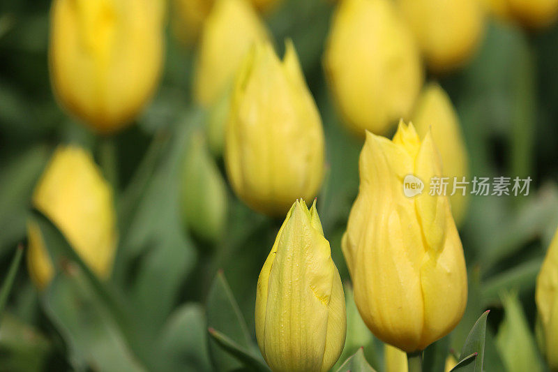 未开封的图片，春天开花，黄色的郁金香花蕾，前景聚焦