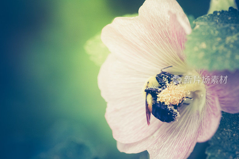 大黄蜂趴在粉红色蜀葵花的雄蕊上