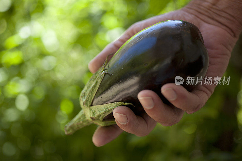 男手牵着茄子