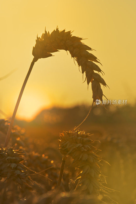 夕阳下成熟的小麦