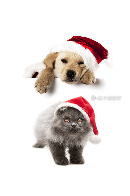 圣诞猫和狗