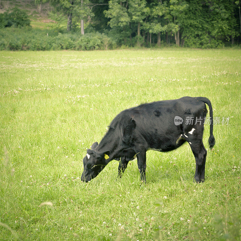黑色的奶牛在鲜绿的牧场上吃草