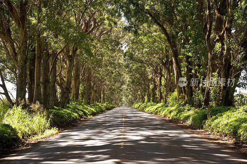 夏威夷考艾岛的隧道公路