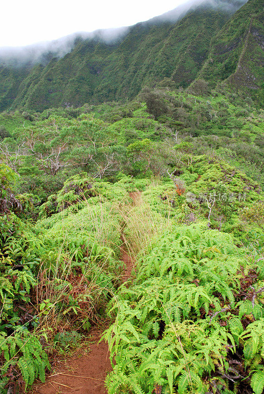 夏威夷库劳山徒步旅行路线