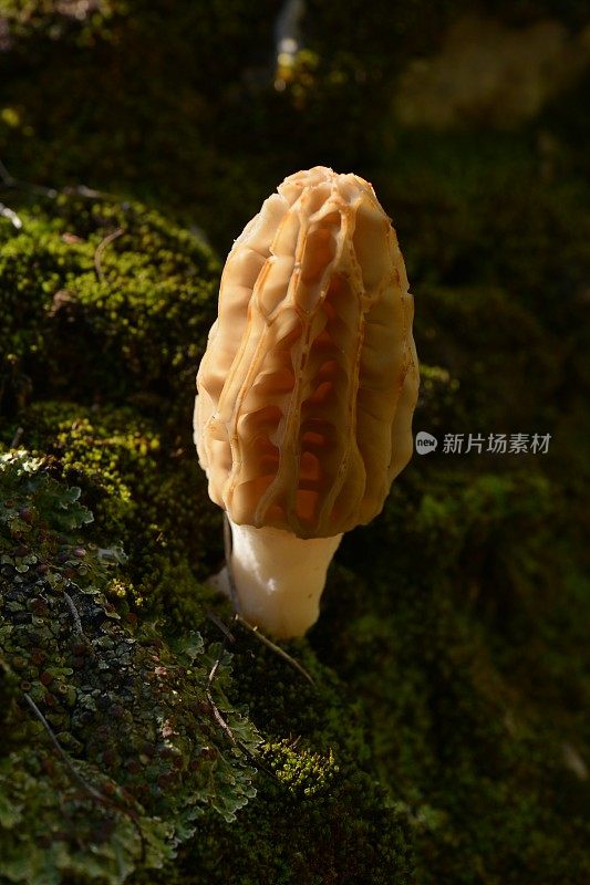 莫雷尔蘑菇