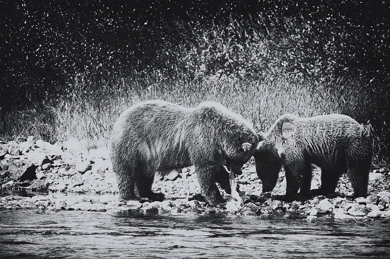灰熊吃红鲑鱼，卡特迈国家公园，阿拉斯加。