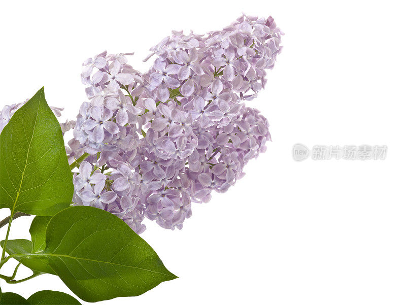 集群的紫丁香